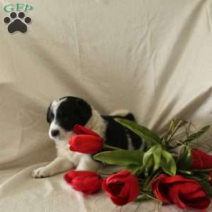 Ranger, Standard Poodle Mix Puppy