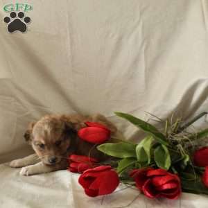 Mocha, Standard Poodle Mix Puppy