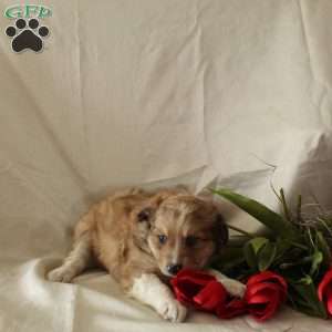 Mocha, Standard Poodle Mix Puppy