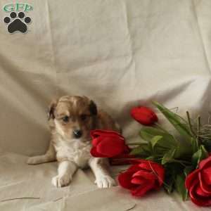 Mocha, Bernese Mountain Dog Mix Puppy