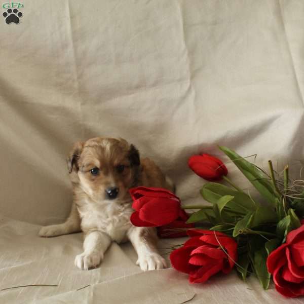 Mocha, Standard Poodle Mix Puppy