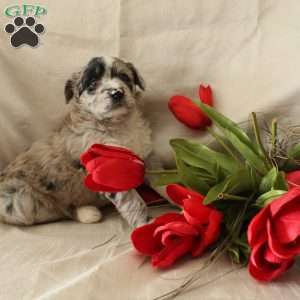 Bailey, Standard Poodle Mix Puppy