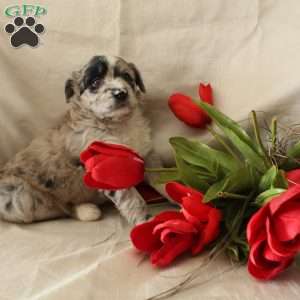 Bailey, Standard Poodle Mix Puppy