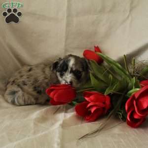 Bailey, Standard Poodle Mix Puppy