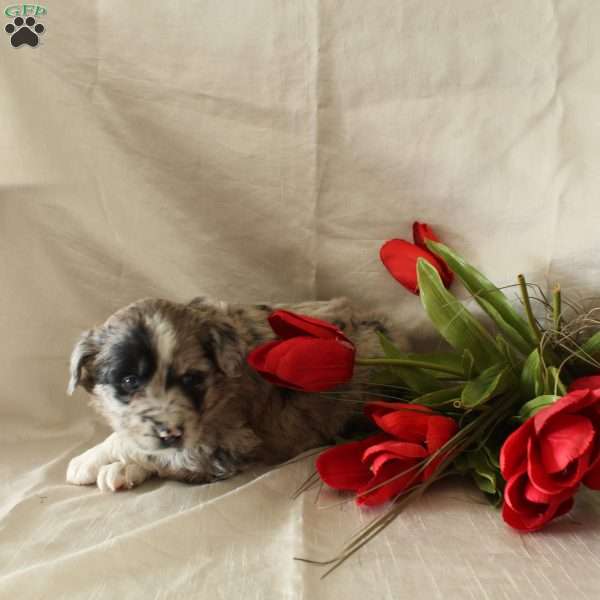 Bailey, Standard Poodle Mix Puppy