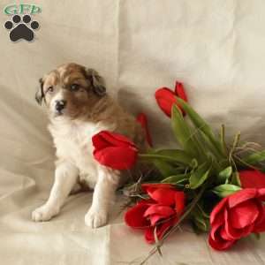 Coco, Bernese Mountain Dog Mix Puppy