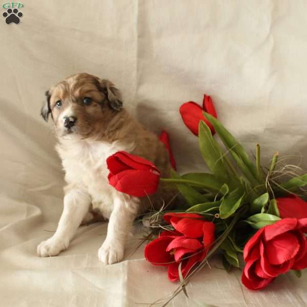 Coco, Standard Poodle Mix Puppy