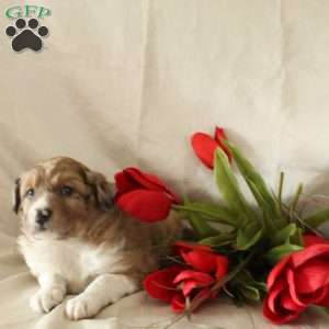 Coco, Standard Poodle Mix Puppy