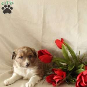 Coco, Standard Poodle Mix Puppy