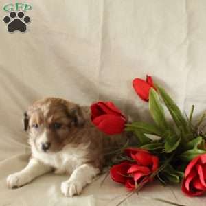 Coco, Standard Poodle Mix Puppy