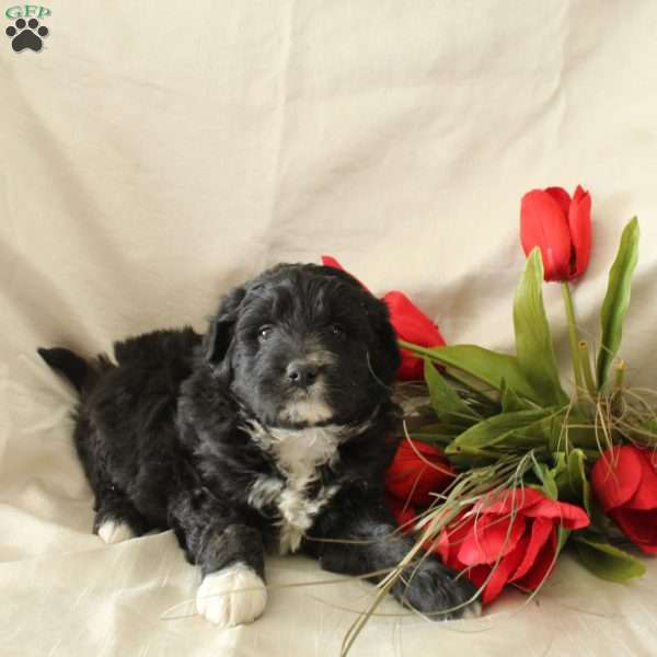 Chloe, Standard Poodle Mix Puppy