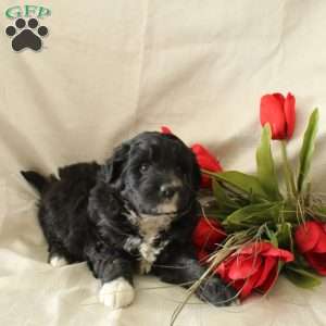 Chloe, Standard Poodle Mix Puppy