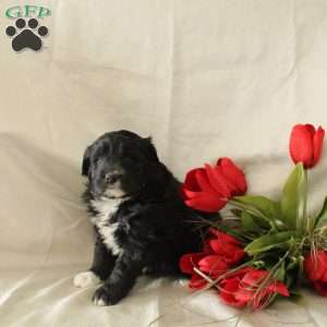 Chloe, Standard Poodle Mix Puppy