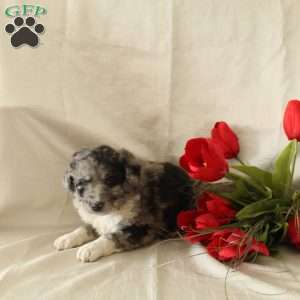 Oliver, Standard Poodle Mix Puppy