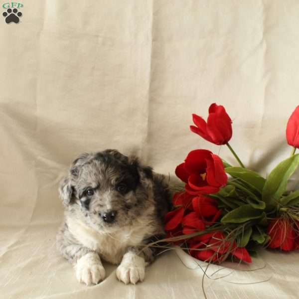 Oliver, Standard Poodle Mix Puppy