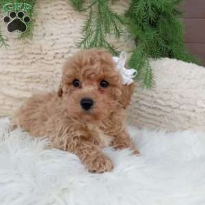 Toby, Bich-Poo Puppy