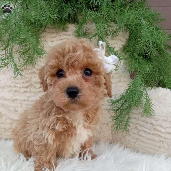 Toby, Bich-Poo Puppy