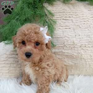 Toby, Bich-Poo Puppy