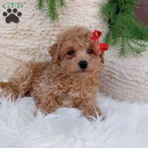 Miles, Bich-Poo Puppy