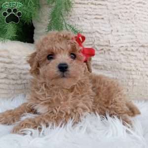 Miles, Bich-Poo Puppy