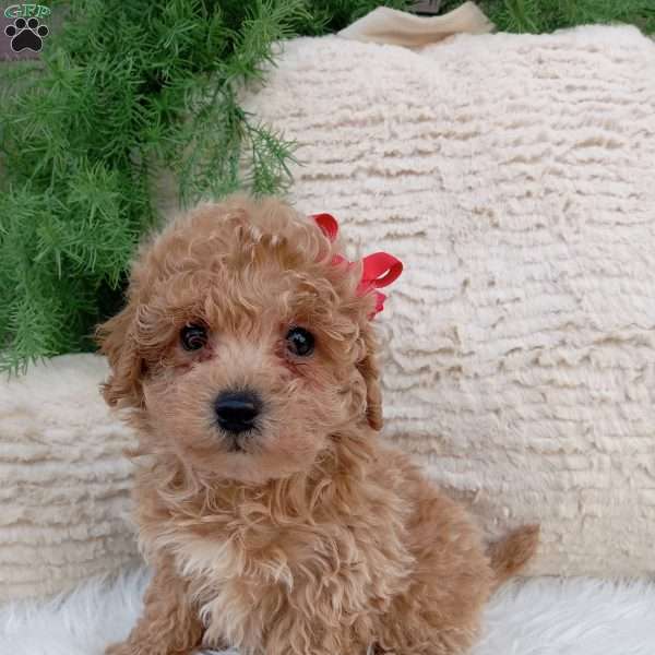 Miles, Bich-Poo Puppy