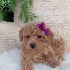 Jazzy, Bich-Poo Puppy