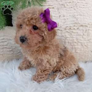 Jazzy, Bich-Poo Puppy