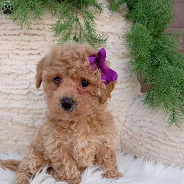 Jazzy, Bich-Poo Puppy