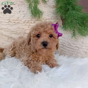 Jazzy, Bich-Poo Puppy