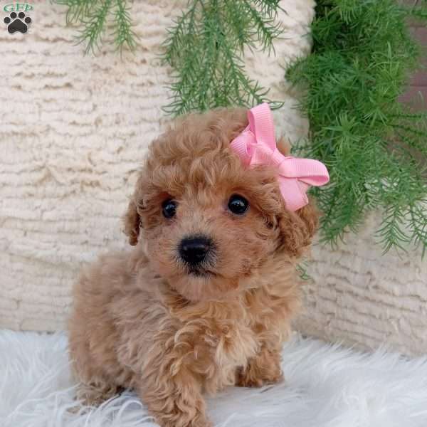 Belle, Bich-Poo Puppy