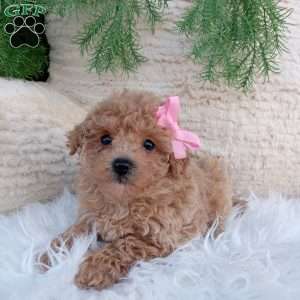 Belle, Bich-Poo Puppy