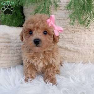 Belle, Bich-Poo Puppy