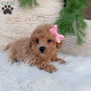 Belle, Bich-Poo Puppy