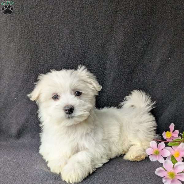 Sunshine, Maltese Puppy