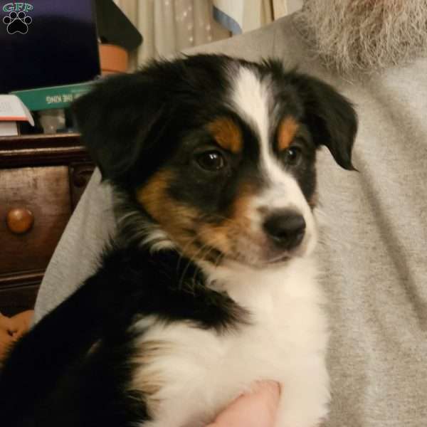 Pearl, Miniature Australian Shepherd Puppy