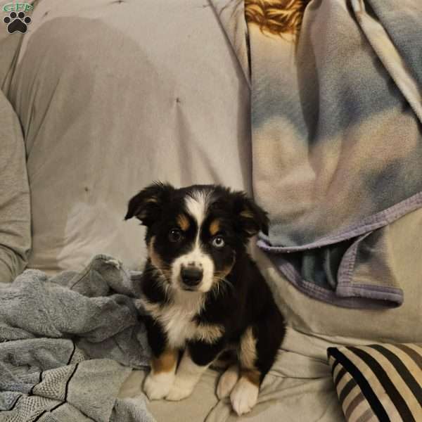 Diamond, Miniature Australian Shepherd Puppy