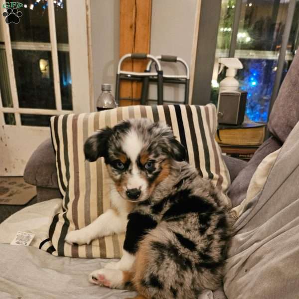 Crystal, Miniature Australian Shepherd Puppy