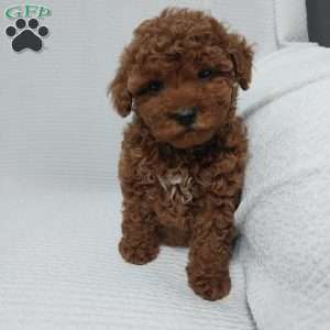 Sky, Cavapoo Puppy