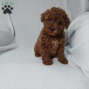 Sky, Cavapoo Puppy