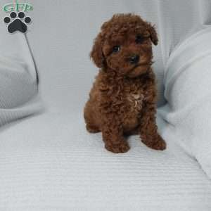 Sky, Cavapoo Puppy