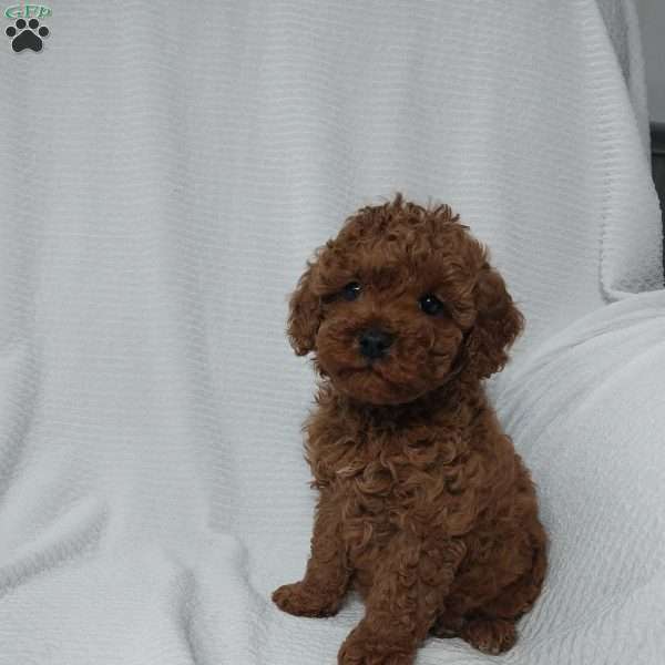 Zuma, Cavapoo Puppy