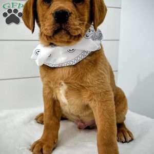Hero, Fox Red Labrador Retriever Puppy