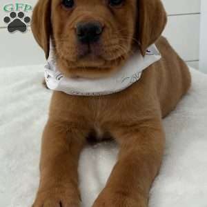 Hero, Fox Red Labrador Retriever Puppy