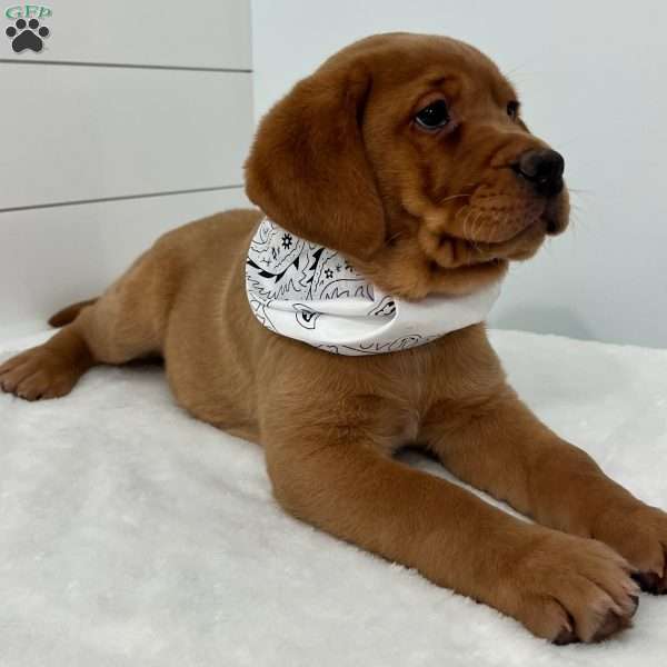 Hero, Fox Red Labrador Retriever Puppy