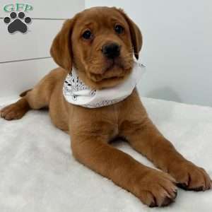 Hero, Fox Red Labrador Retriever Puppy