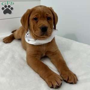 Hero, Fox Red Labrador Retriever Puppy
