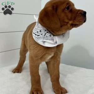 Hero, Fox Red Labrador Retriever Puppy