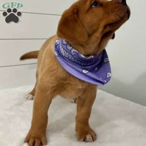 Hannah, Fox Red Labrador Retriever Puppy
