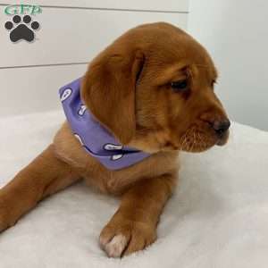 Hannah, Fox Red Labrador Retriever Puppy