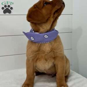 Hannah, Fox Red Labrador Retriever Puppy
